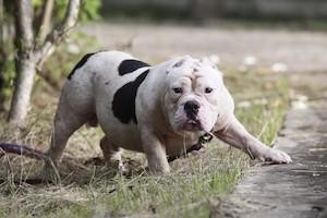 Pitbull Dog